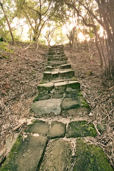 Chemin forestier avec escaliers — Photo