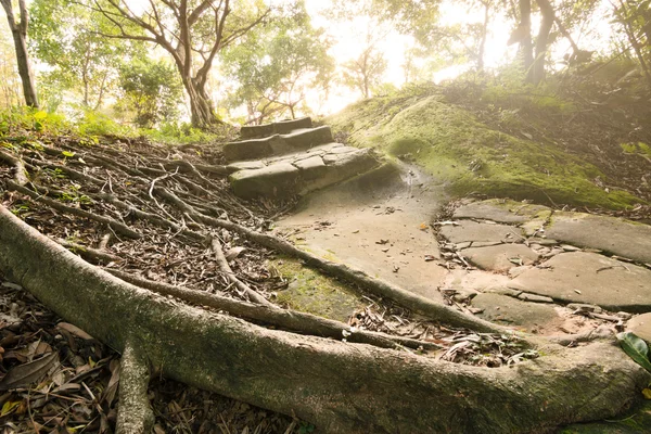 Sentiero forestale con scale — Foto Stock