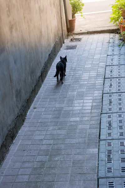 Чёрный кот на китайской улице — стоковое фото