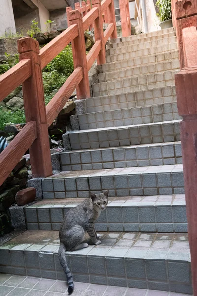 Kot na schodach — Zdjęcie stockowe