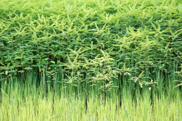 Färskt te buskar — Stockfoto