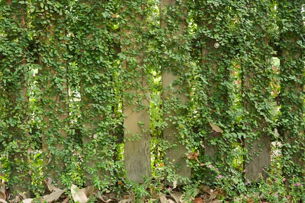 Pianta foglia oltre recinzione di legno — Foto Stock