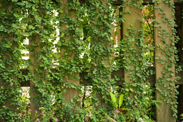 木围墙的叶植物 — 图库照片