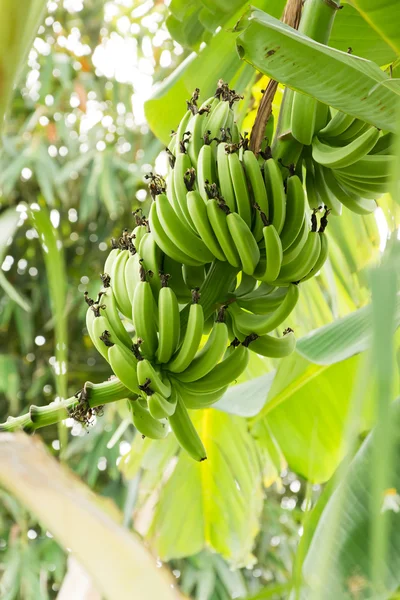 Bunch of ripening bananas — Stock Photo, Image