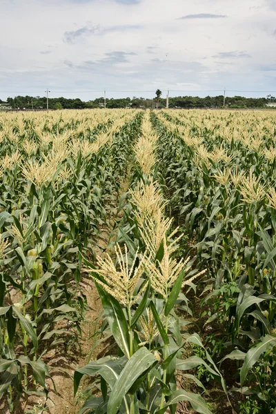 Corn maize farm — Stock Photo, Image