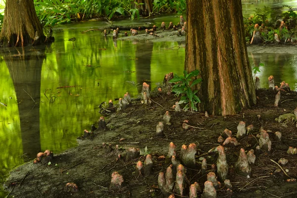 Floresta em Hualien — Fotografia de Stock