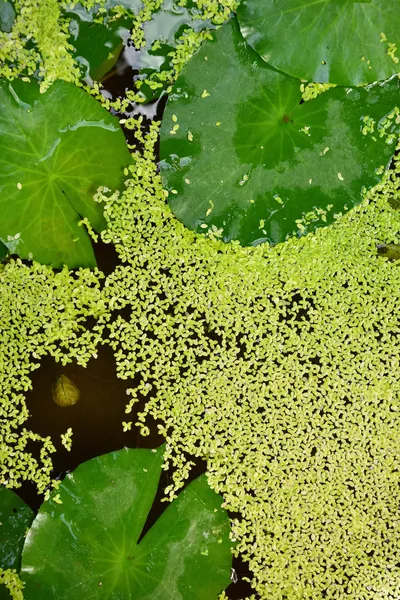 Closeup of lily pads — Stock Photo, Image