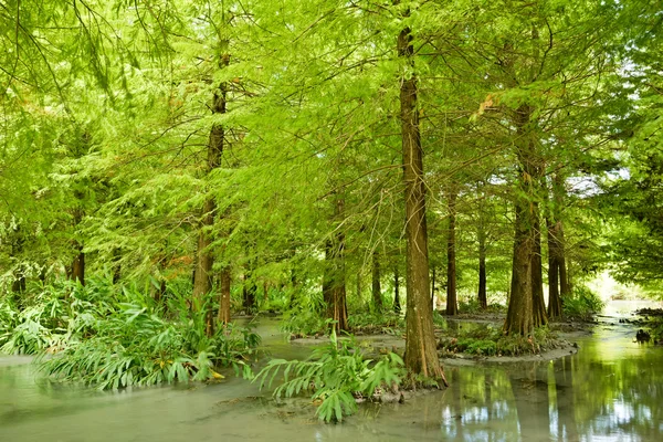 Wald bei Hualien — Stockfoto