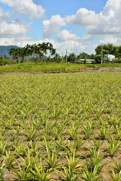 Ananas boerderij — Stockfoto