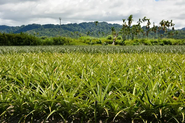 Granja de piña —  Fotos de Stock