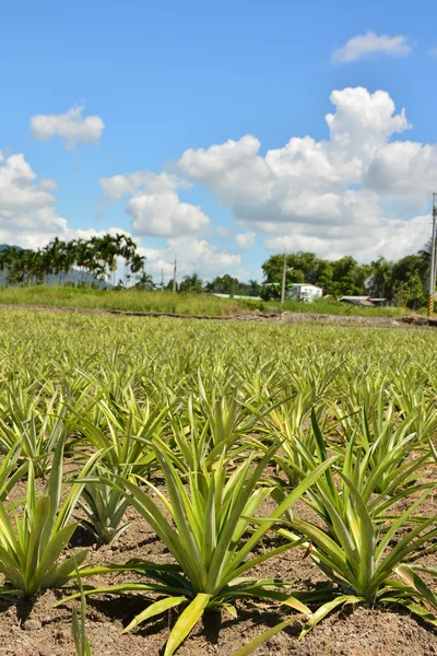 Ananas çiftlik — Stok fotoğraf