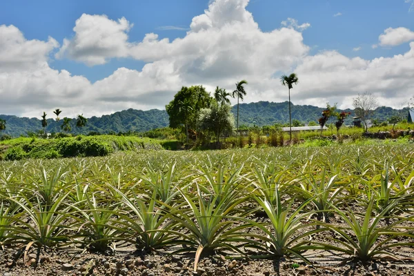 Ananas çiftlik — Stok fotoğraf