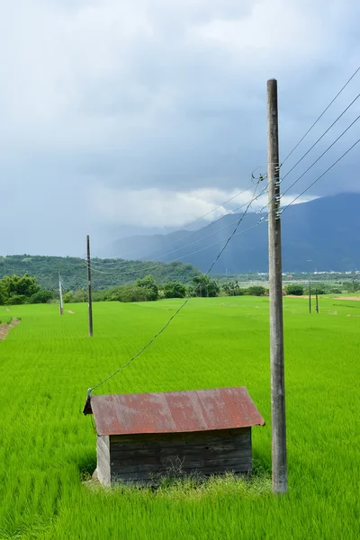 Ρύζι αγρόκτημα στη χώρα — Φωτογραφία Αρχείου