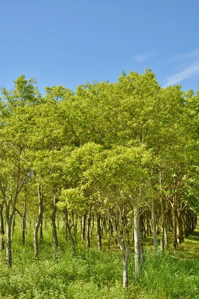 Park trees — Stock Photo, Image