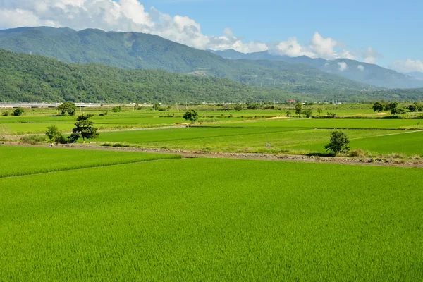 Rice farm in country — Stock Photo, Image