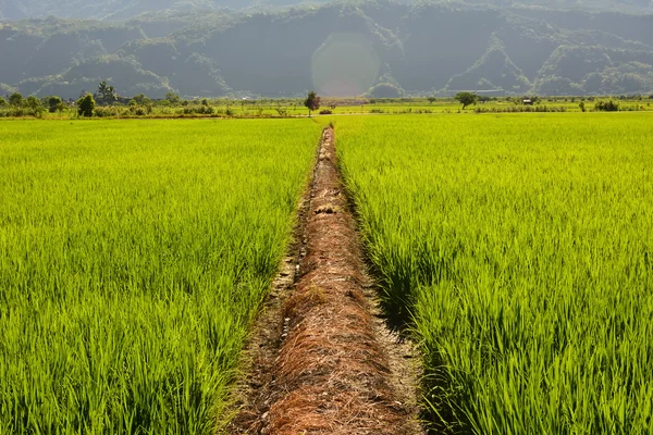 Granja de arroz en el país —  Fotos de Stock