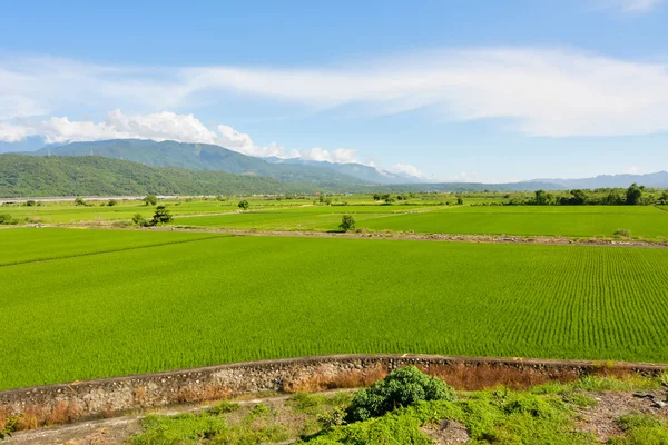 Farma rýže v zemi — Stock fotografie