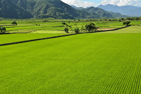 Granja de arroz en el país — Foto de Stock