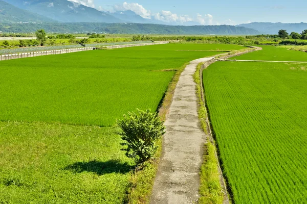 Rice farm in country — Stock Photo, Image