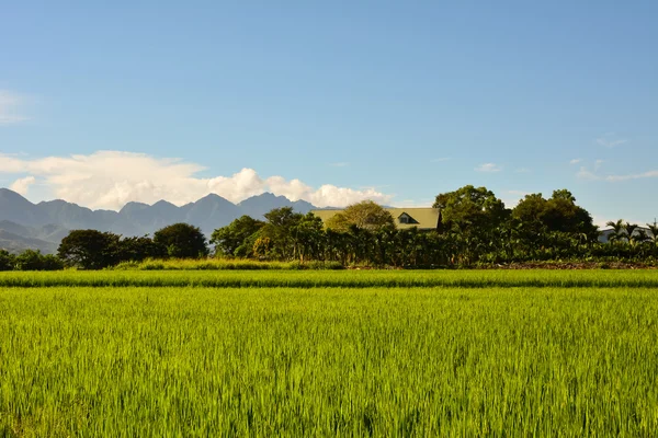 Exploração de arroz no país — Fotografia de Stock