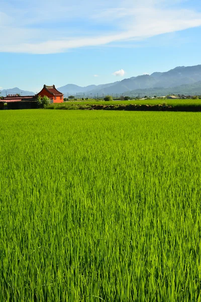 Reisbauernhof auf dem Land — Stockfoto