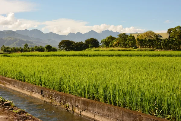 Rice farm in country — Stock Photo, Image