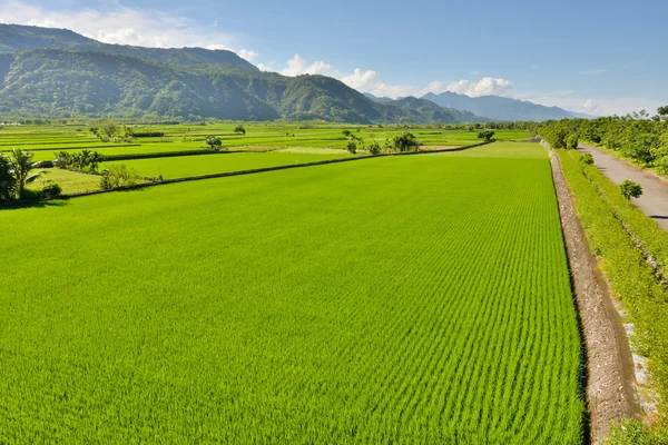 Rice farm in country — Stock Photo, Image