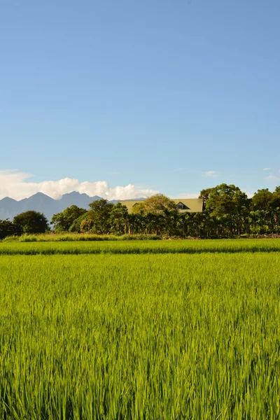 Exploração de arroz no país — Fotografia de Stock