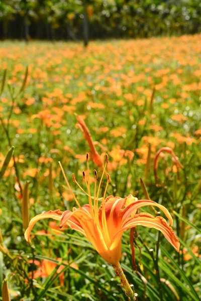 Tiger lily — Stock Photo, Image