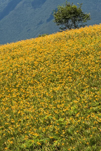 Campo de lírio tigre — Fotografia de Stock