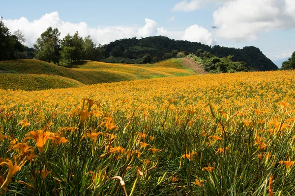 Campo di giglio tigre — Foto Stock