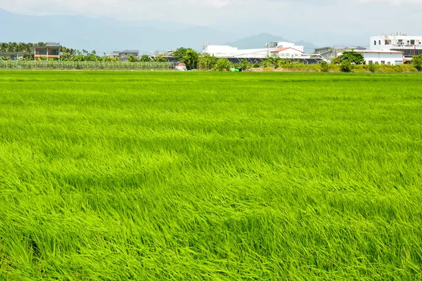 Ρύζι αγρόκτημα στη χώρα — Φωτογραφία Αρχείου