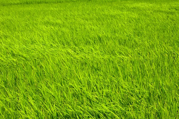 Rijst boerderij in land — Stockfoto