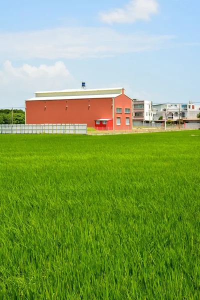 Рисовая ферма в стране — стоковое фото