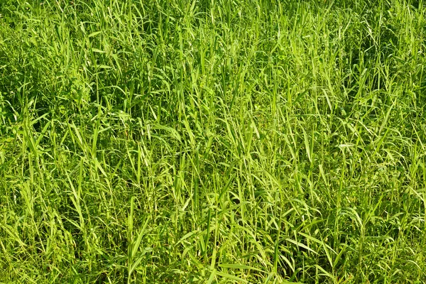 Green grass background — Stock Photo, Image