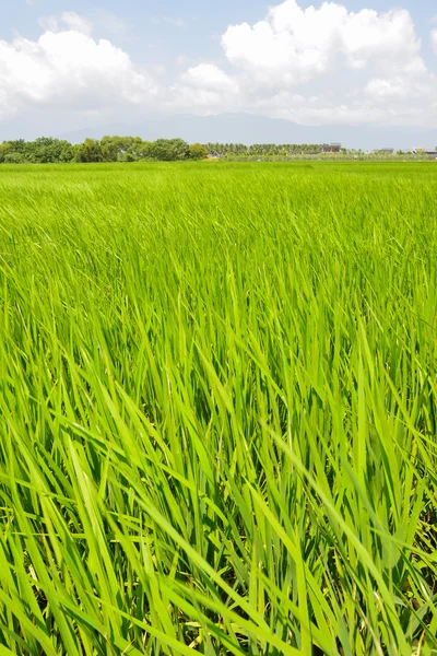 Reisbauernhof auf dem Land — Stockfoto