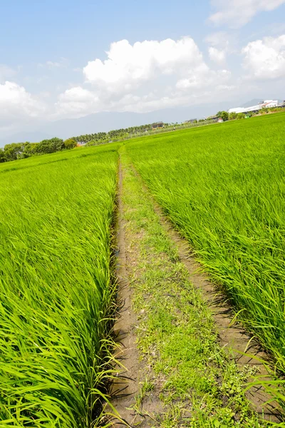 Reisbauernhof auf dem Land — Stockfoto