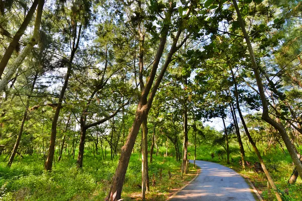 Taitung Forest Park — Zdjęcie stockowe