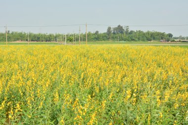 sarı çiçek alanları