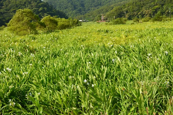 Ingwerlilie-Farm — Stockfoto