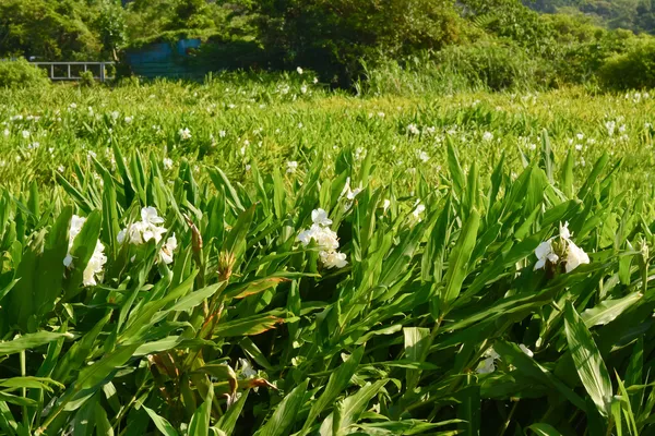 생강 백합 농장 — 스톡 사진