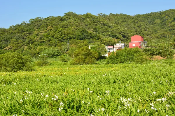 Ginger lily gård — Stockfoto