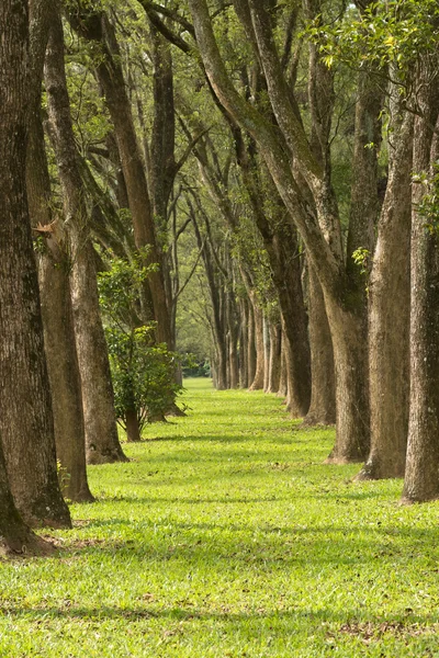 Parco in primavera — Foto Stock