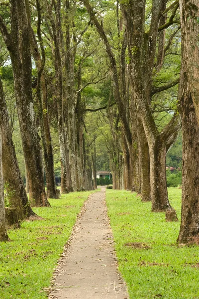 Passarela no parque — Fotografia de Stock