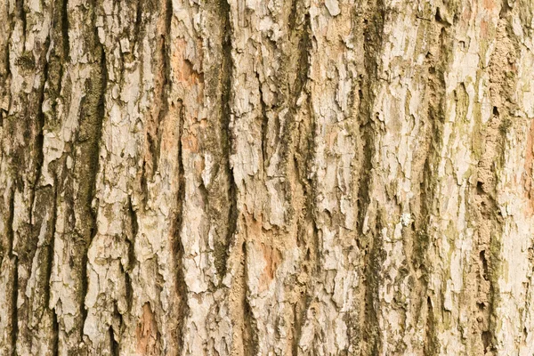 Corteccia di olmo — Foto Stock