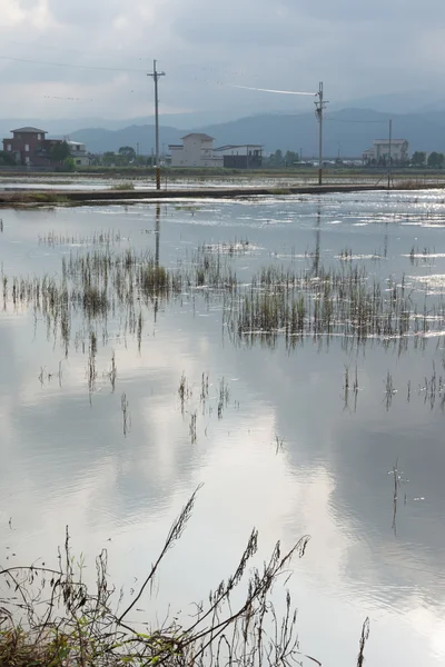 Idyllische landschap met een moeras — Stockfoto