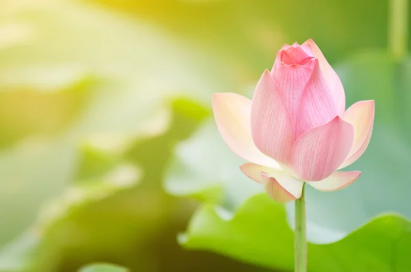 Morning lotus — Stock Photo, Image