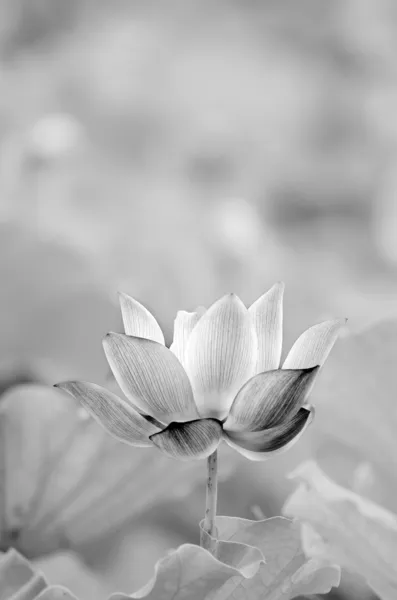 Black and white lotus — Stock Photo, Image