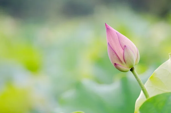 Lotus — Stok fotoğraf