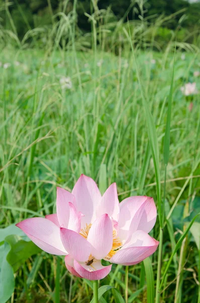 Lotusblüte — Stockfoto